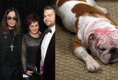 The Osbournes adopt bulldog who was “severely burned” after being set on fire: “Still so full of love”