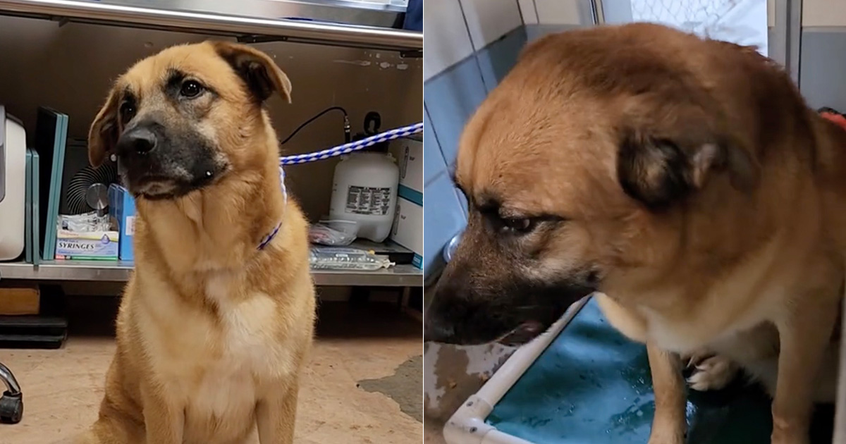 Dog left heartbroken after being surrendered to shelter after 2 years: “He doesn’t understand where his person went”