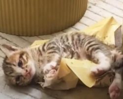 Cat Leaves Her Baby On Doorstep, So A Family Could Save Him From Glue Trap