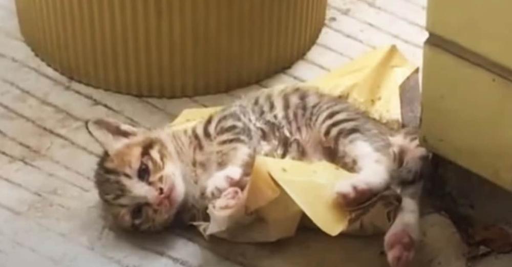 Cat Leaves Her Baby On Doorstep, So A Family Could Save Him From Glue Trap