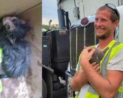 Kitten was nearly killed by compactor blades after getting picked up with recycling — employee saves her life