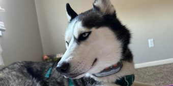 Woman notices her rescue husky acting strangely — then realizes how he saved her life