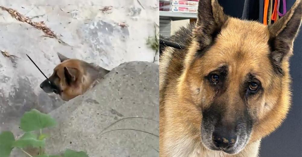 German shepherd found abandoned with ziptie around mouth now battling cancer