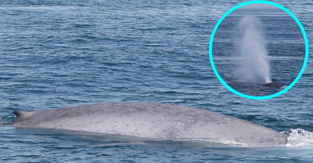 Massachusetts whale watchers get extremely rare sight of blue whale, world’s largest animal: “In total awe”