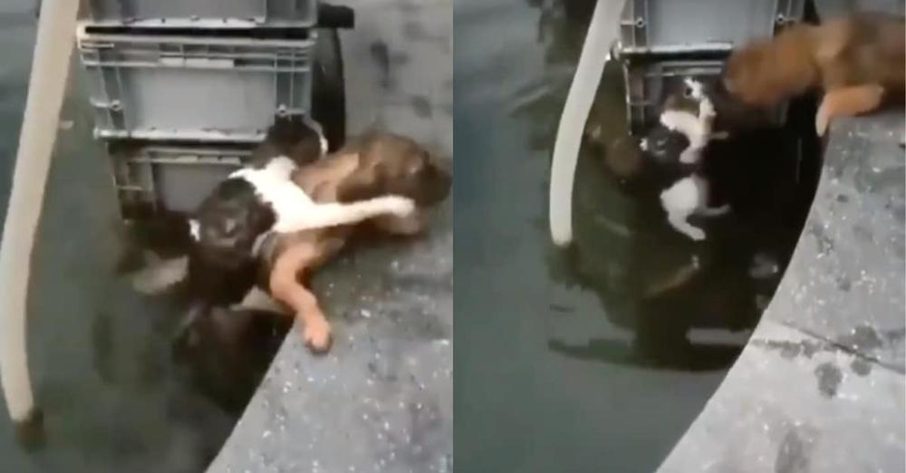 Dog Jumps into Water to Save Drowning Cat