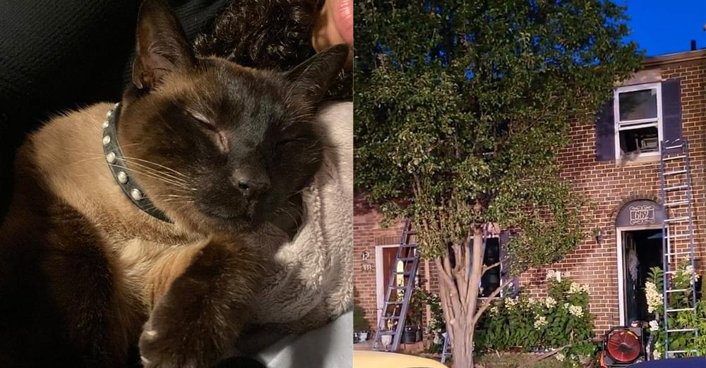 Hero cat saves family by waking them up during house fire, dies of smoke inhalation