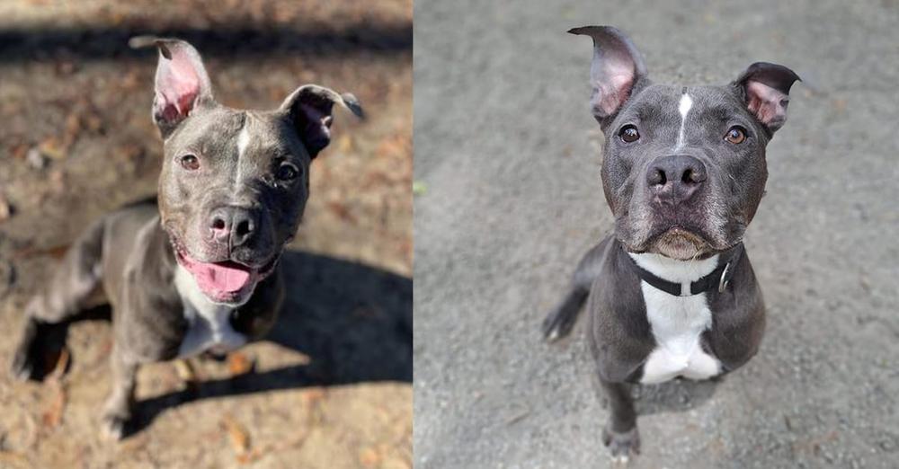 Three-legged dog has been in shelter for a year since being surrendered, still looking for a home