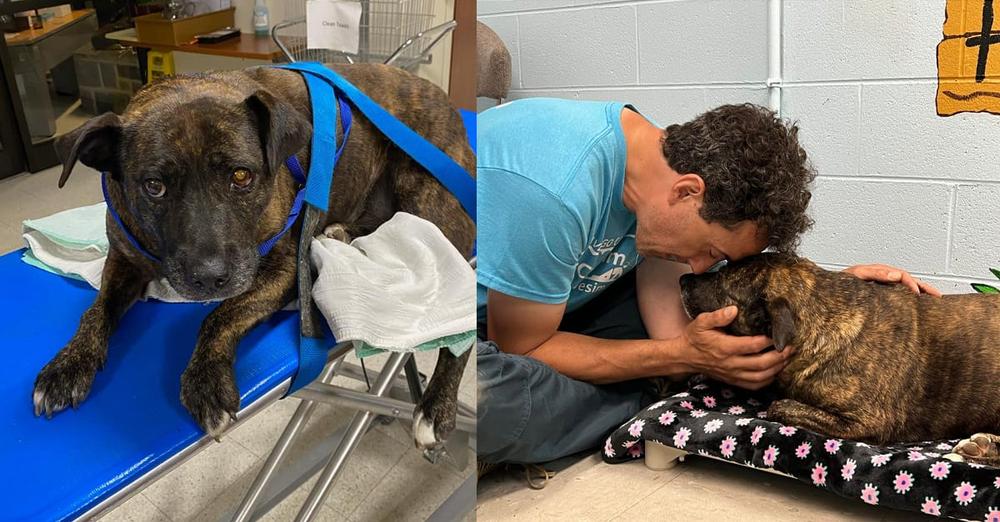 Cavers discover injured dog trapped in cave 40 feet down, rappel down to save his life: “A living miracle”