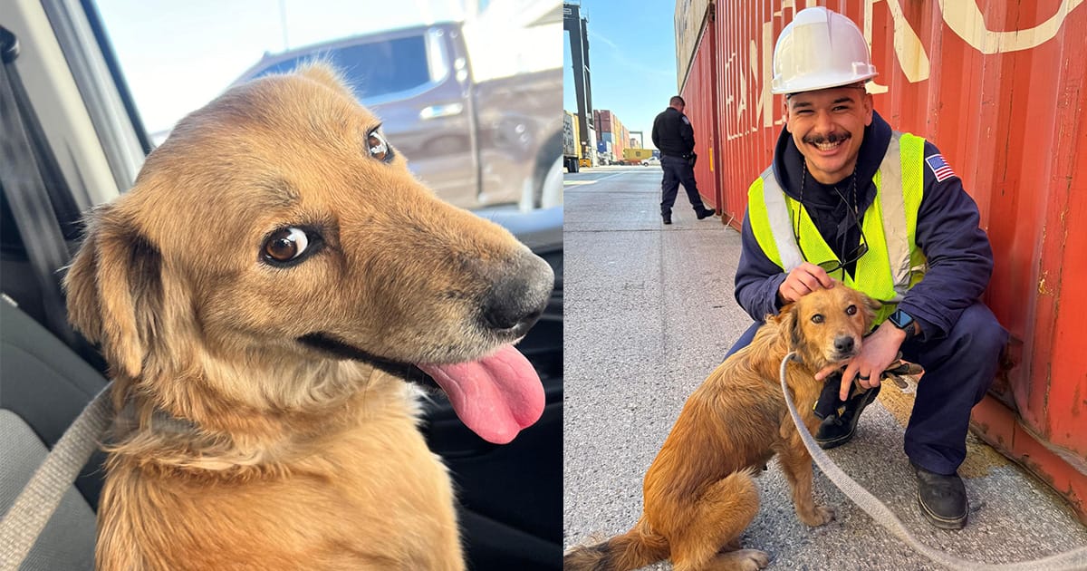 Connie, pregnant dog who was rescued from shipping container, dies after rare illness — rest in peace