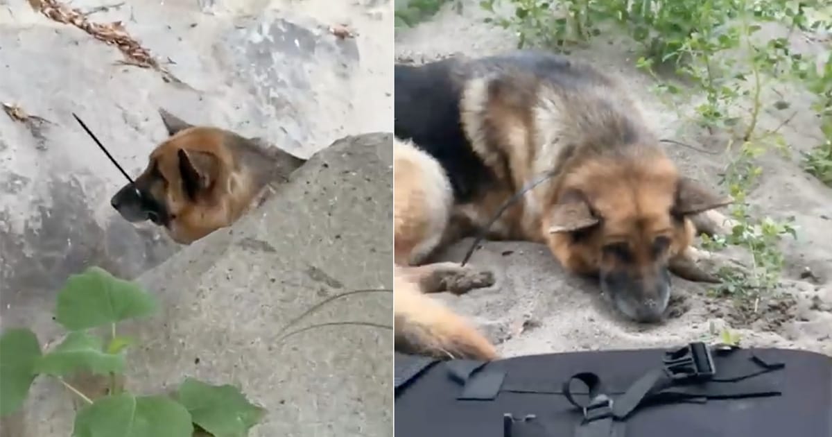 German shepherd was left to die in canyon with mouth zip-tied shut — hikers rescue him