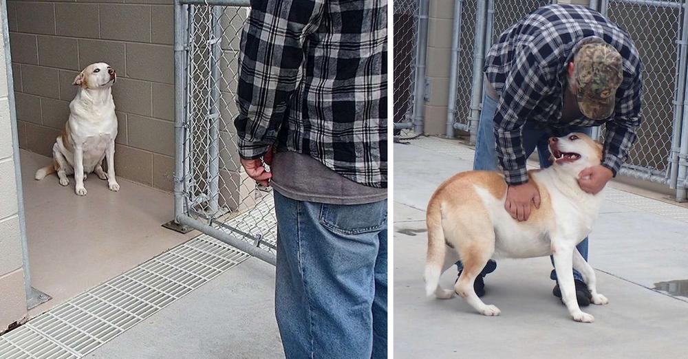Dog With ‘No Personality’ Smiles When He Sees His Dad Again
