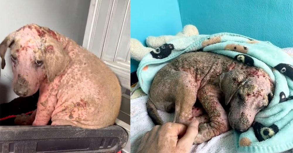 Abandoned puppy was found in terrible shape — see his incredible transformation one year later