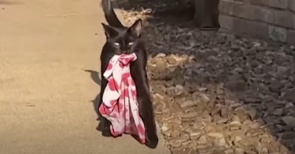 Long-time Cat Burglar Has ‘No Remorse’ For Continued Thefts in Neighborhood