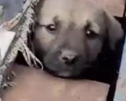 Rescuer Spots Pleading Face Peeking Out From Rusty Hole