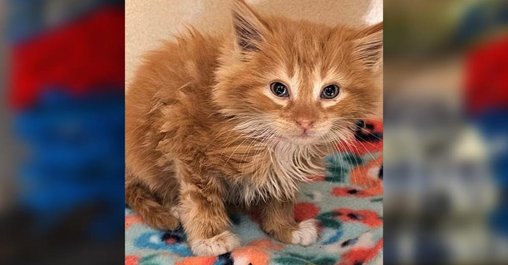 Employees find scared, soaked kitten hiding in their car wash, save his life just in time