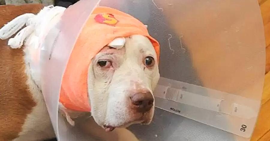 Deaf Dog Who Took Bullet To Protect Owner And Ended Up Homeless, Has A Second Chance