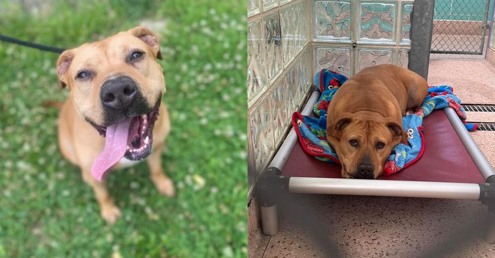 Dog rescued from life of cruelty has been in shelter for 3 years — still looking for a home