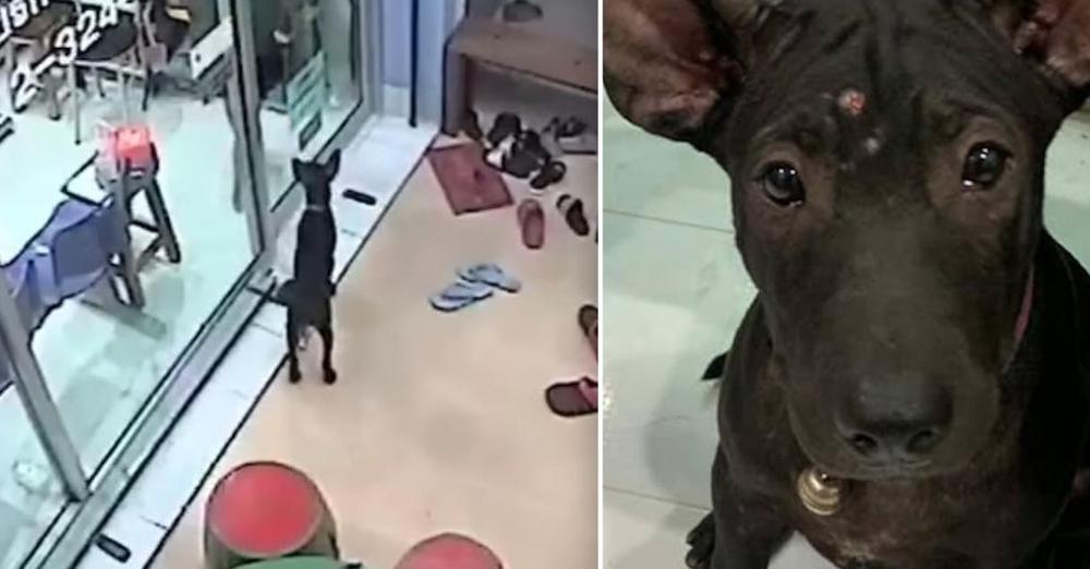 Lost Puppy Remembers The Way To Vet Clinic And Knocks On Door For Help