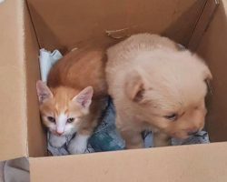 Ruthless Man Put His Puppy And Kitten In A Box And Walked Away