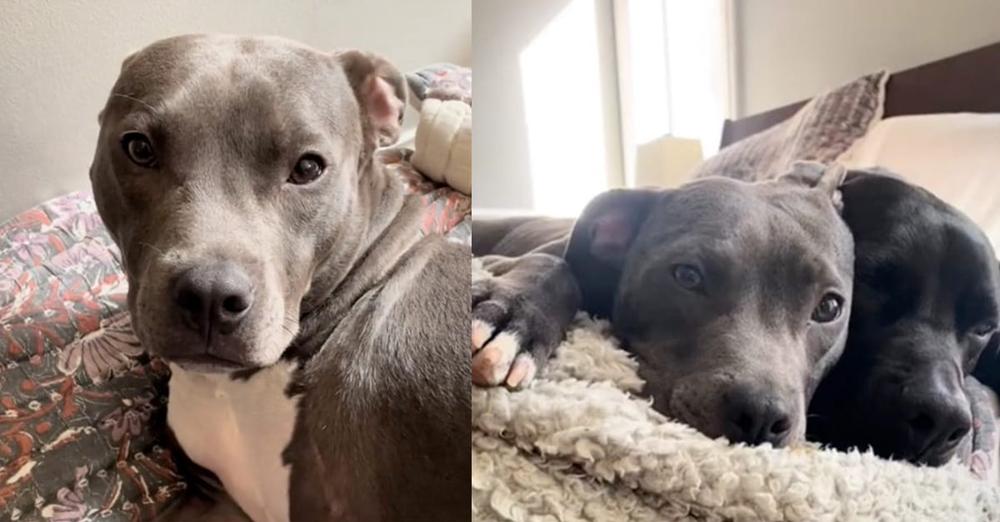 Three-legged dog left in dumpster now living his best life — sends “revenge” message to the person who abandoned him