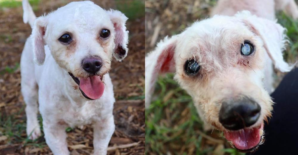 Doggy siblings ended up as strays after their owner died, now they’re looking for a new home