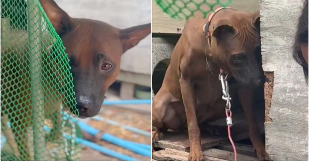 Dog Relieved When Kind People Came To Free Her, But Owner Said No