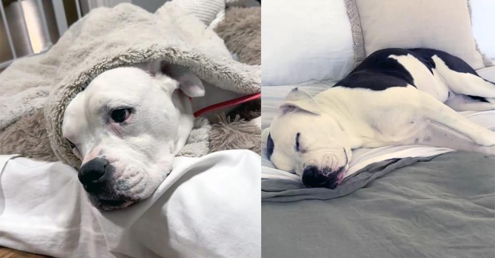 Foster dog saved from shelter kill list loves nothing more than being tucked into her own bed