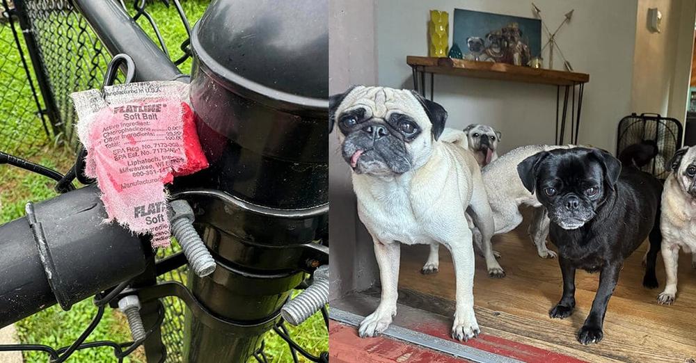 Animal shelter shocked after someone left rat poison around their yard: “blown away by this level of evil”