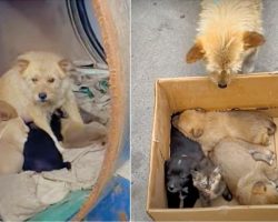 Lady Meets A Dog Living In Barrel With Her Babies But They’re ‘Not-All-Puppies’