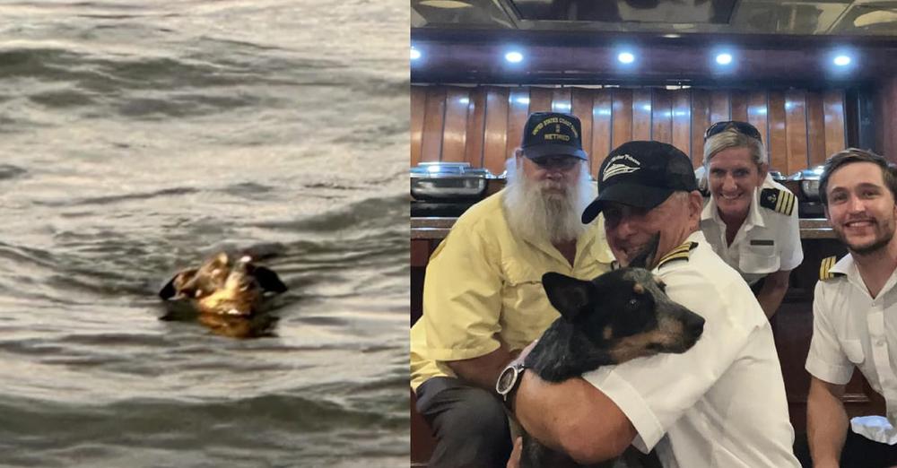 Dog spotted in water during dinner cruise: yacht crew jumps into action to save her life