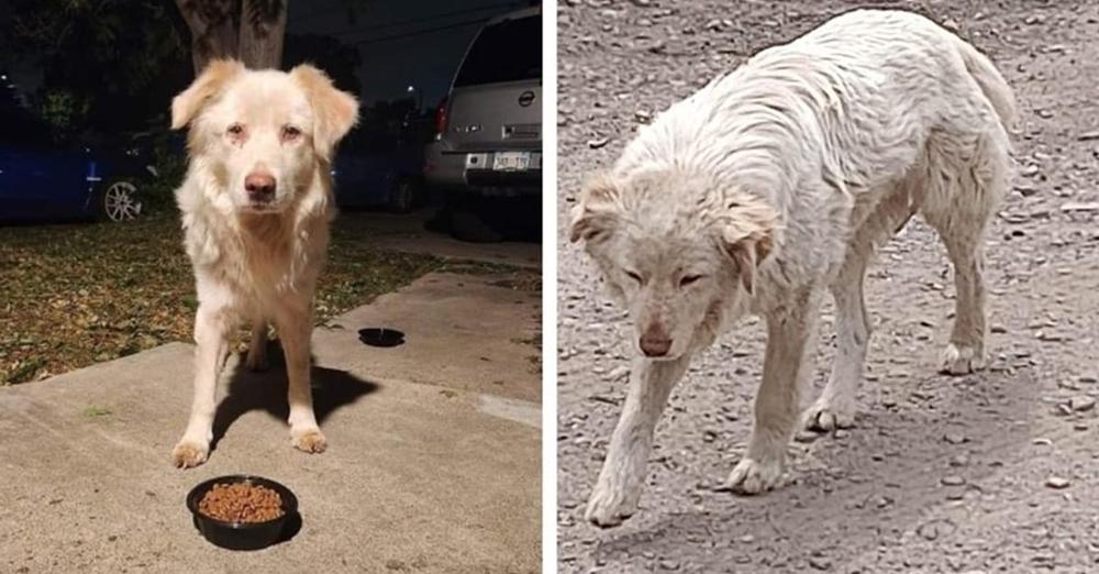 Stray dog who was shot in face, on the loose for months finally safe thanks to rescuers