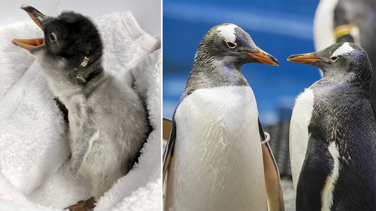 ‘Absolute naturals’: Same-sex penguin couple welcome their second adopted penguin