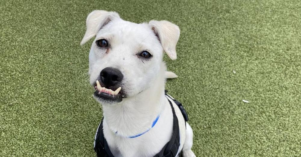 Dog with ‘charming underbite’ waited 145 days after being returned to shelter — now his luck has finally turned around