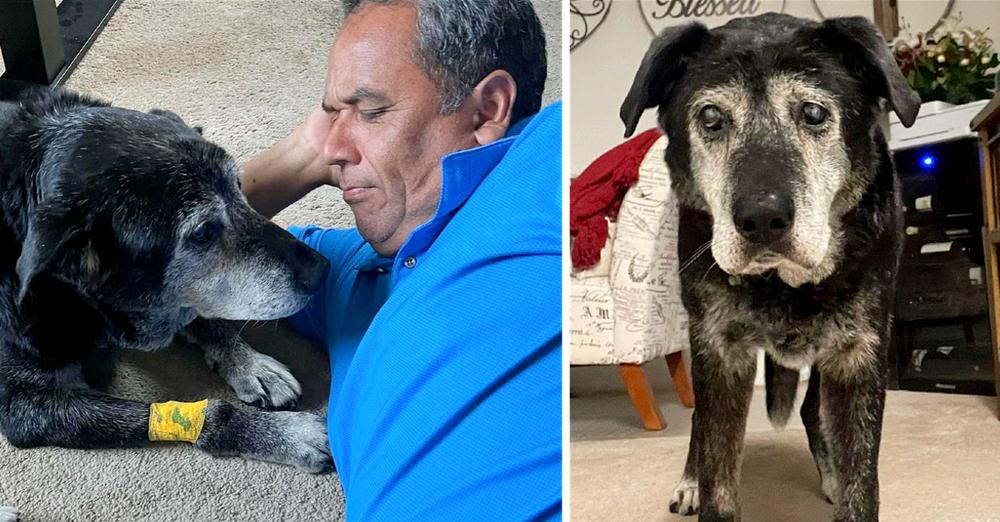 Man Adopts 16-Year-Old Dog To Ensure His Final Days Are Filled With Joy