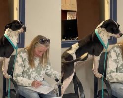 Shelter dog has the most adorable reaction as her new mom signs adoption papers