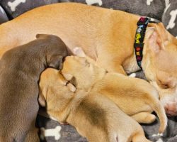 Abandoned mama dog gives birth, nurses pups with painful broken leg: “through sheer will and without hesitation”