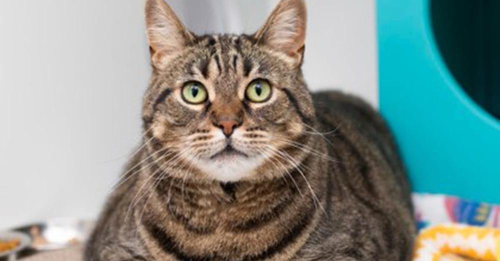 10-year-old cat “heartbroken” after owner abandoned her during move — now looking for new home