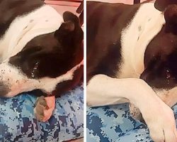 Rescue Dog Used For Street Fights Cries When They Give Him A Bed
