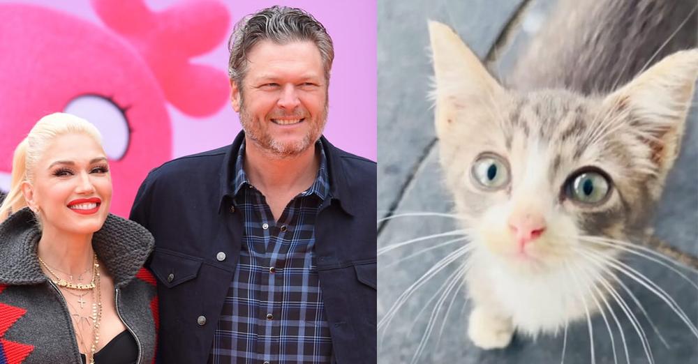 Gwen Stefani and Blake Shelton rescue “hardly alive” kitten, give him a home