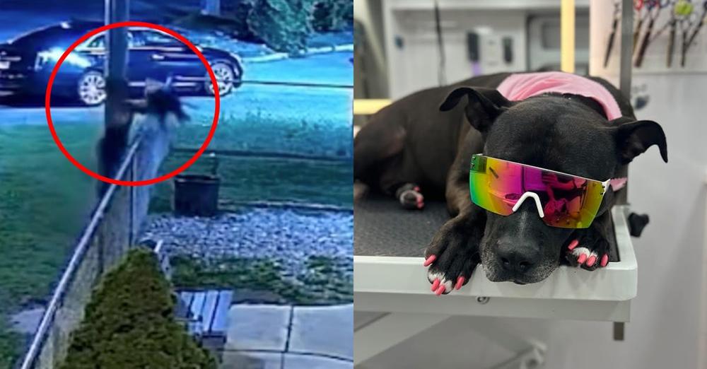 Dog who was thrown over fence of shelter finds amazing new home