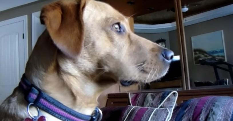 Dog Won’t Break His ‘Stare’ At The Same Spot Everyday, And Mom Is Worried