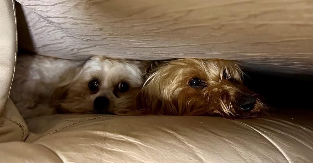 Two dogs were thought dead after landslide destroyed house — then came a miracle