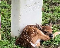 Fawn found curled up at the headstone of an unknown soldier in historic cemetery