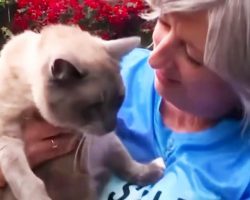 Missing cat travels over 800 miles over 2 months to reunite with owners