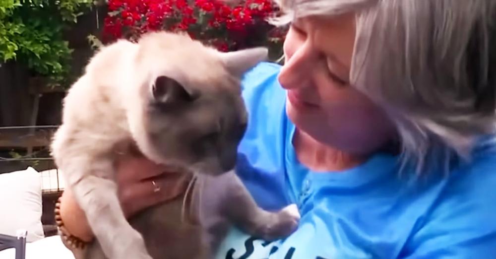 Missing cat travels over 800 miles over 2 months to reunite with owners