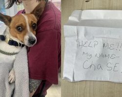 Puppy found abandoned, note on his collar reveals heartbreaking story