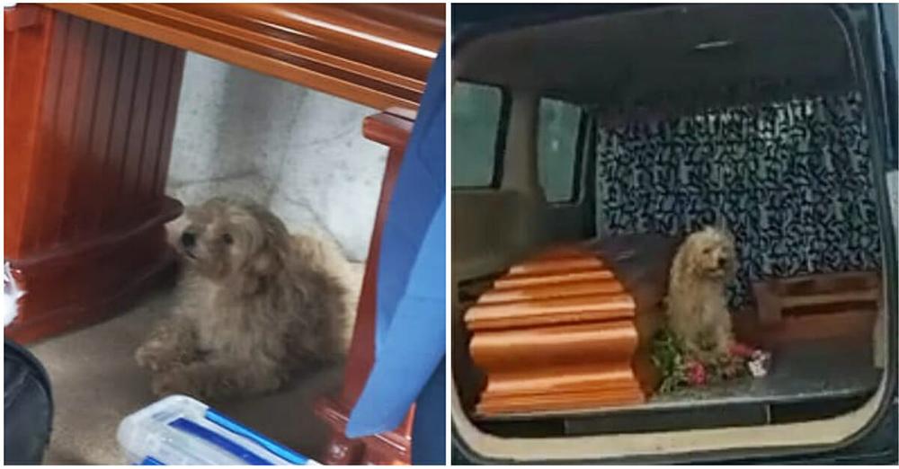 Loyal little dog refuses to leave late owner’s side at her funeral