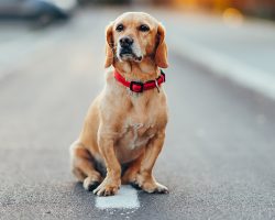 After dog is hit and killed by car, family’s brutal sign has the whole neighborhood talking