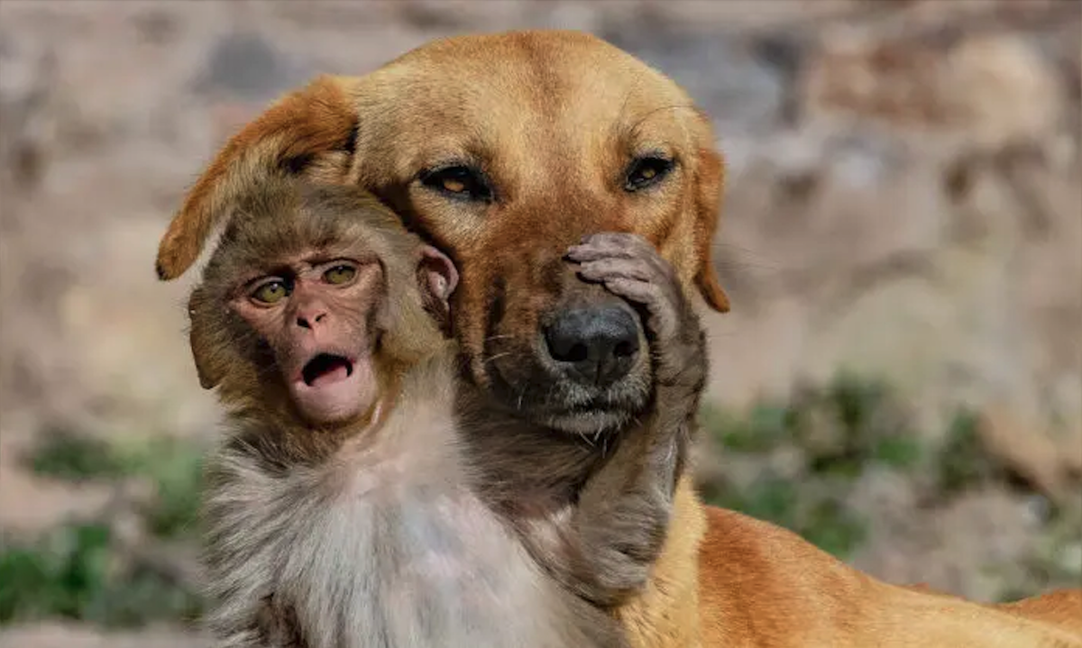 Dog adopts an orphaned baby monkey after locals poisoned her mother