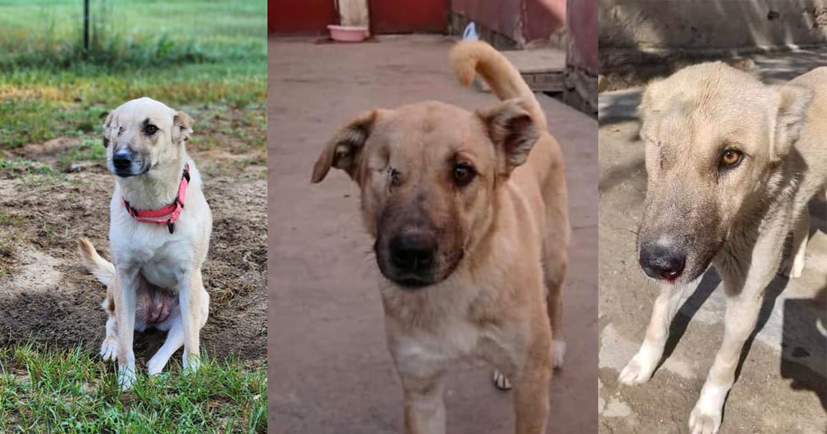 Dog who lost an eye after being pelted with rocks now looking for a home
